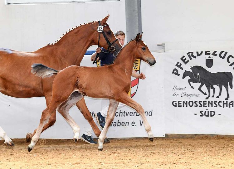 Kopfnr. Auktion 32